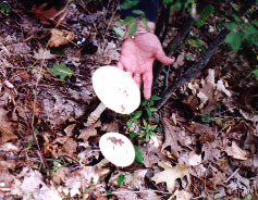 Alice photo taken by Linda. Mushrooms are magical, so are sisters!