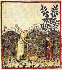 Harvesting Dill